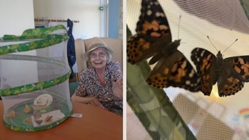 Beautiful butterflies delight at Bexhill-on-Sea care home